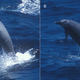 True’s beaked whales have been known to breach the surface of the ocean, allowing for observations. (Image: Dylan Walker)